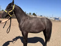 Mare, Friesian — photo 5