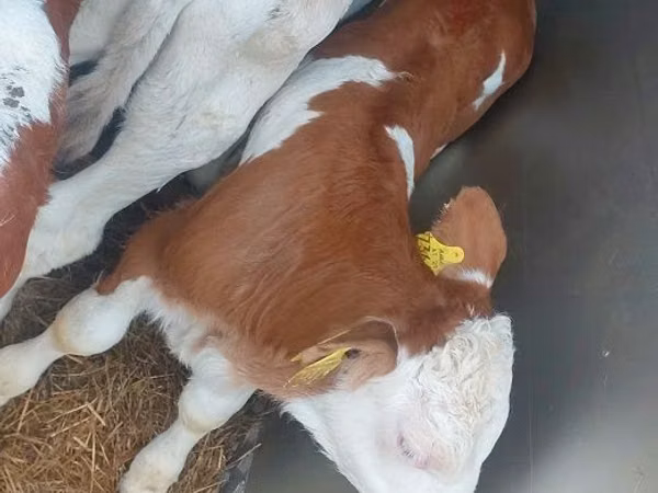 सांड, Simmental cattle