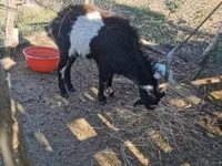 Ziegenbock, Pomellata goat — Foto 2