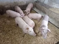Säue, Schweine — Foto 2