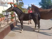 حصان, Dutch warmblood horse — الصورة 3