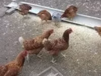 Chickens — 照片 2