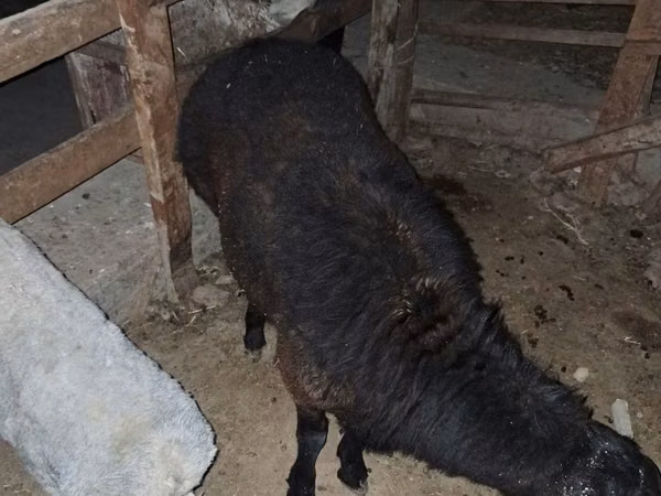 Ram, Sheep