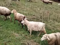 Goats (batch, sex not specified), Goats — photo 4