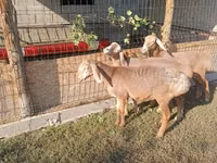 Schaf, Arashan sheep — Foto 1