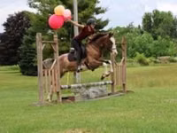 Hengst, Pinto horses — Foto 1