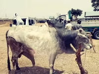 Cow, Cattle — photo 2