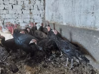 Turkeys — photo 3