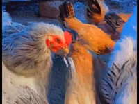 Shamo chickens — photo 2
