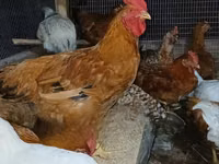 Shamo chickens — photo 3