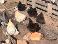 Pekin Bantam — photo 1