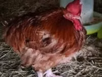 Chickens — 照片 3