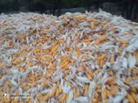 Продаю кукуруза 🌽 Пионер сухой,1кг по 13сом адрес КАРА Балта,40тонна — photo 3