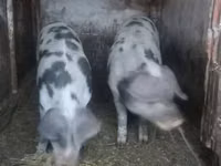 Schweine (Partie, Geschlecht nicht angegeben), Schweine — Foto 2