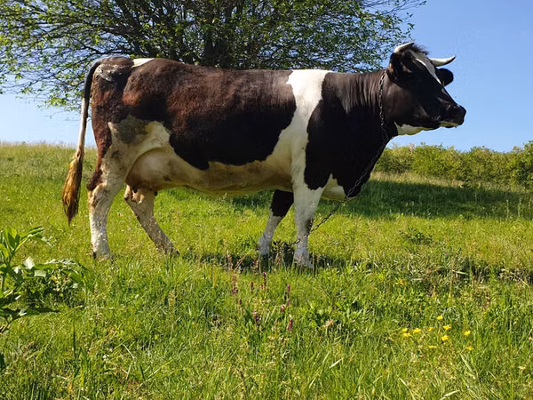 Bulle, Holstein-Rasse