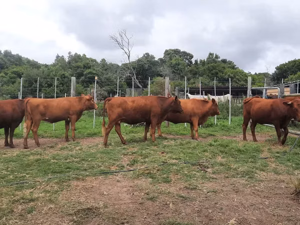 Vaca, Nguni cattle