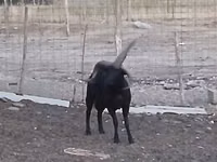 मेढ़ा, Shetland sheep — फ़ोटो 5