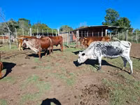 Vaca, Nguni cattle — foto 4