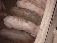 خنزيرة, الخنازير — الصورة 1