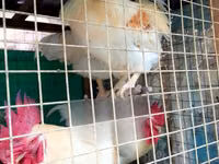 Chickens — Foto 2