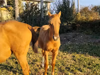 Horses (batch, sex not specified), Thoroughbred horse — photo 1
