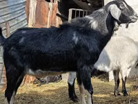 Cabro, Nubian Goat — foto 3