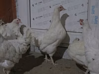 Chickens — 照片 2