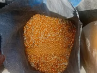Maize Available for Sale — Foto 4