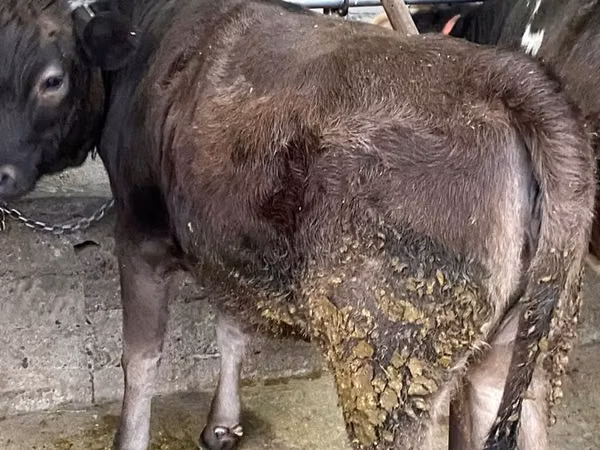 Корова, Швицкая порода