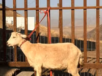 Ziege, Saanen goat — Foto 2