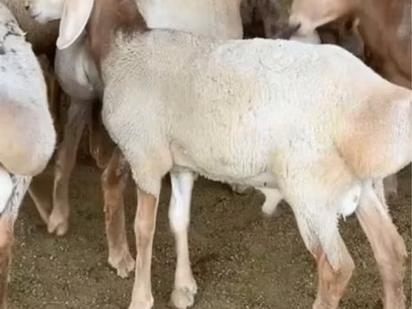 मेढ़ा, Arashan sheep