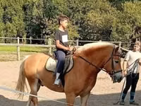 公马, Haflinger — 照片 2