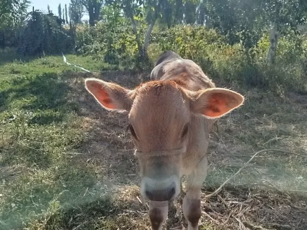 सांड, Swiss cattle