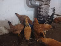 Chickens — 照片 4