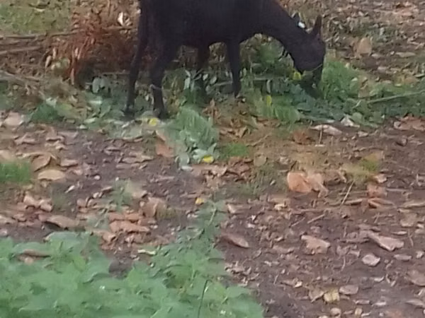 Ziege, Ziegen