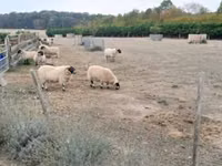 Ram, Scottish Blackface sheep — photo 1