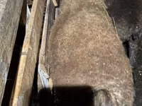 Ram, Shirvan sheep — photo 3