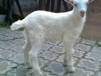 تيس, Saanen goat — الصورة 2