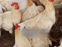 Turkeys — photo 3