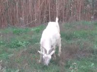 Goat, Goats — photo 4