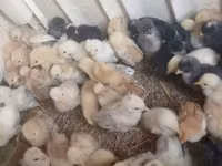 Chickens — الصورة 1