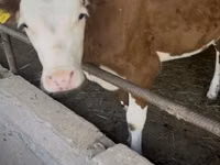 Bulle, Simmental cattle — Foto 3