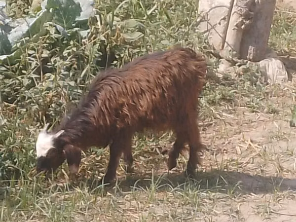 Goats (batch, sex not specified), Goats