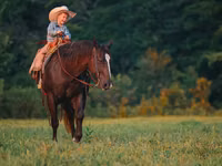 Hengst, Quarter Horse — Foto 3