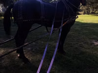 Caballo, Caballos — foto 4