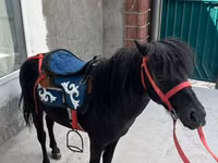 Hengst, North Swedish horse — Foto 1