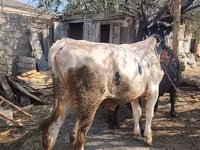 Toro, Ganado vacuno — foto 3