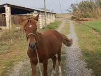 Yegua, Caballos — foto 4