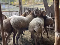 Widder, Arashan sheep — Foto 8
