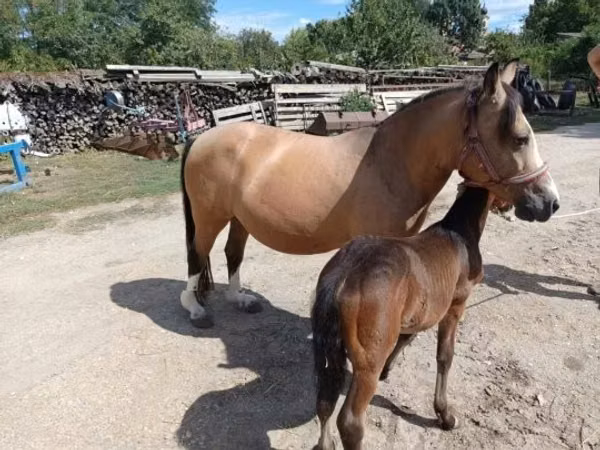 公马, Horses